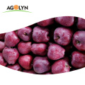 2019 China High Quality Fruits Huaniu Apple For Large Export